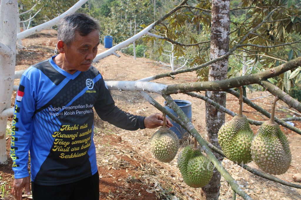 Dadi Mulyadi (64), warga Dusun Cijoho, Desa Muktisari, Kecamatan Cipaku, Kabupaten Ciamis, Jawa Barat, menunjukkan durian yang dia tanam bersama kelompok petani di desa tersebut, Kamis (12/10/2023). Lahan ini menjadi obyek Reforma Agraria dengan kepemilikan sudah ada di tangan masyarakat.