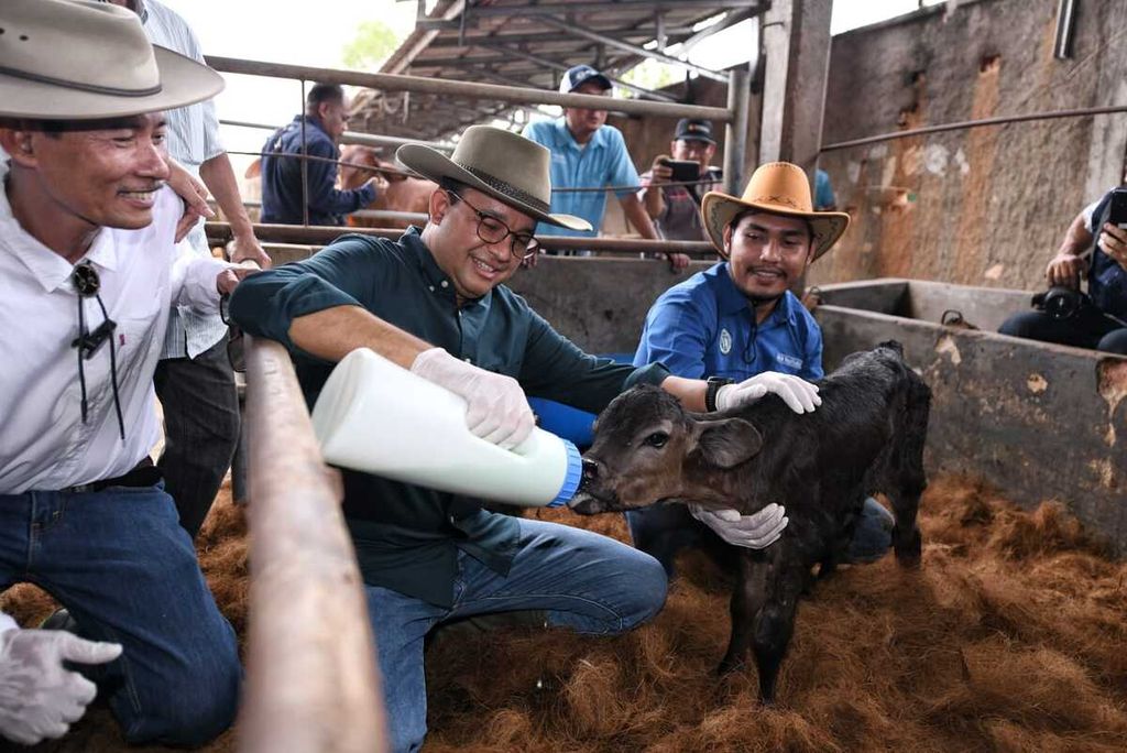 Anies Rasyid Baswedan, calon presiden nomor urut 1, berkampanye di Lampung, Kamis (7/12/2023) dengan menemui para peternak yang terdiri dari peternak sapi, kambing, dan unggas. 