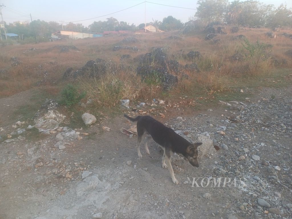Seekor anjing milik warga berkeliaran di pinggir permukiman warga di Dusun Nunleu, Kelurahan Liliba, Kota Kupang, NTT, Sabtu (3/6/2023). Anjing-anjing di Kota Kupang wajib diikat sebelum terjadi kasus rabies.