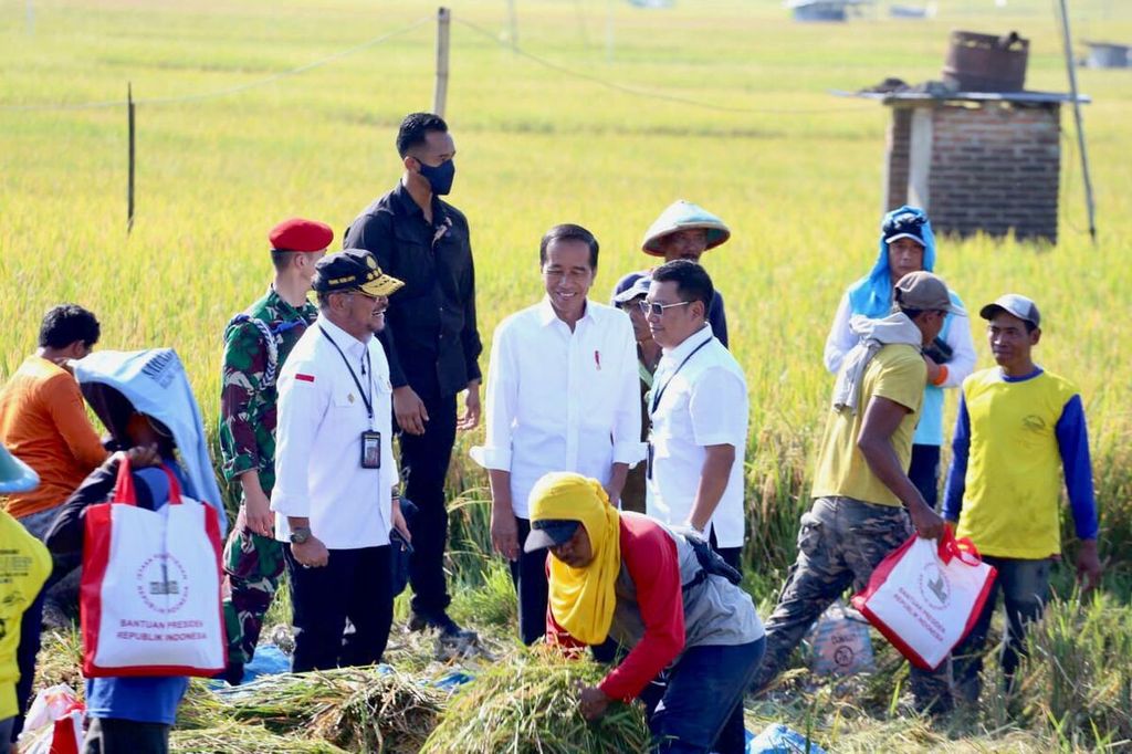 Presiden Joko Widodo melakukan panen raya di Desa Kartoharjo, Kabupaten Ngawi, Jawa Timur, Sabtu (11/3/2023).