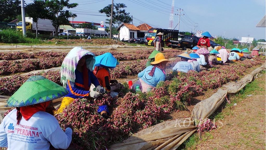 Sejumlah buruh membersihkan bawang merah hasil panen di tempat penjemuran di Desa Klampok, Kecamatan Wanasari, Kabupaten Brebes, Jawa Tengah, Selasa (18/4/2017).