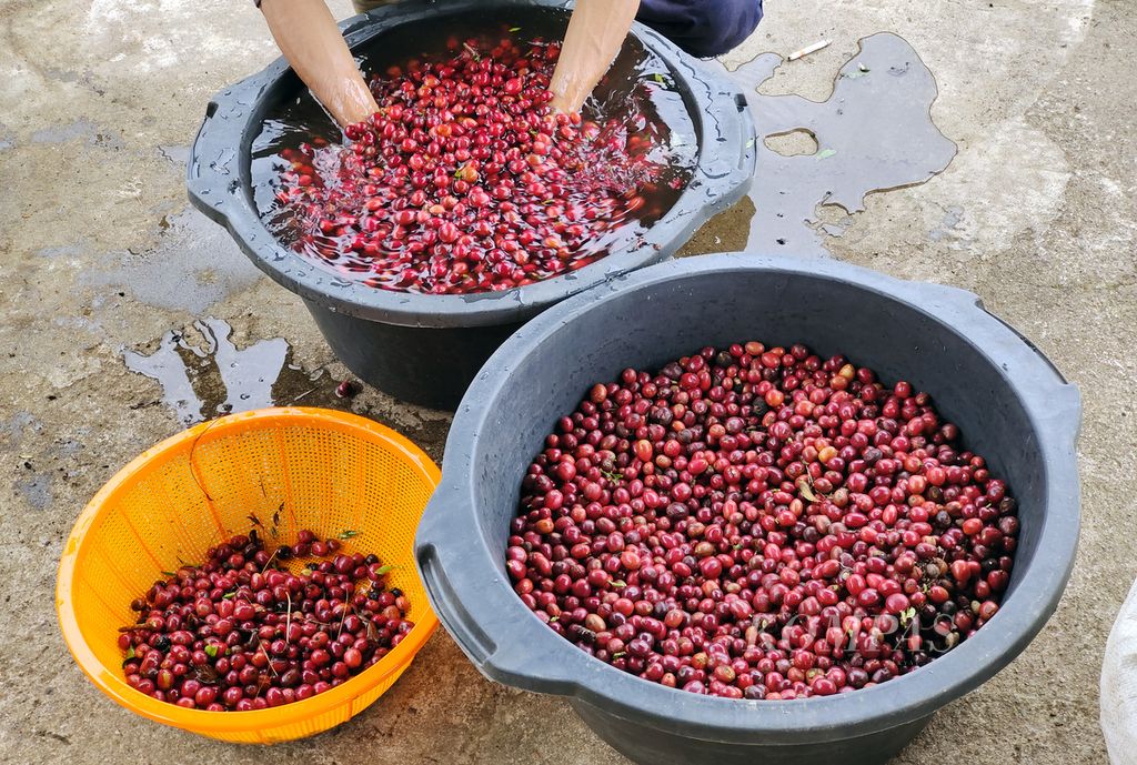 Petani menyortir buah kopi segar seusai panen selektif petik buah merah di perkebunan kopi kawasan Rimba Candi, Dempo Tengah, Kota Pagaralam, Sumatera Selatan, Kamis (4/7/2024). 