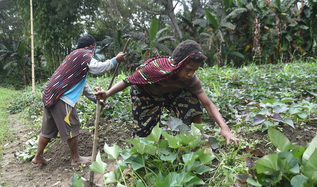Residents weed a sweet potato field in Jagara Village, Walesi District, Jayawijaya Regency, Papua, Tuesday (16/11/2022).