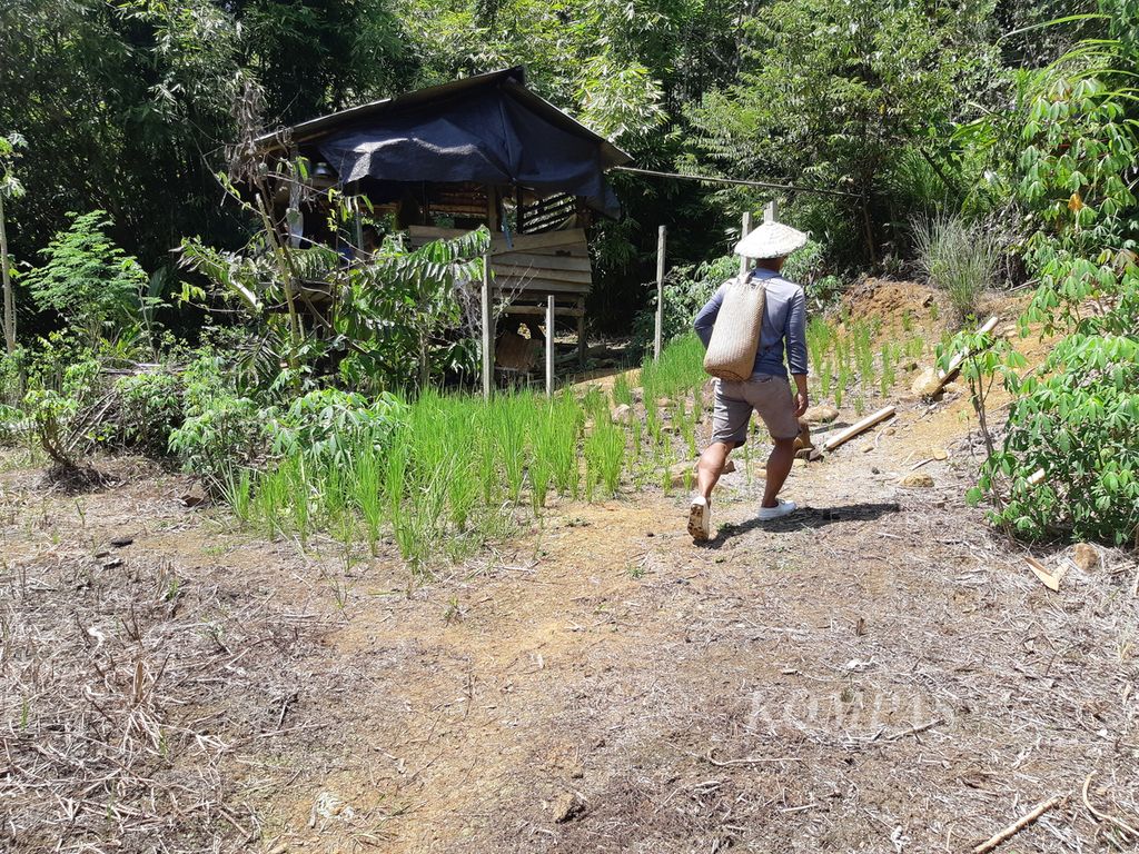 Seorang peladang berjalan di antara bibit padi gunung yang baru disemai di Desa Long Peleban, Kecamatan Peso, Kabupaten Bulungan, Kalimantan Utara, Senin (23/10/2023).