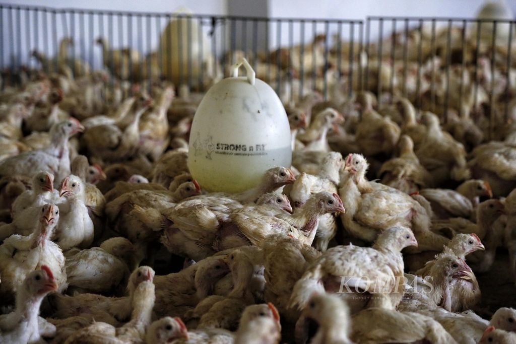 Ayam siap potong tersedia di distributor ayam potong di kawasan Kalimalang, Jakarta Timur, Minggu (9/4/2023). 