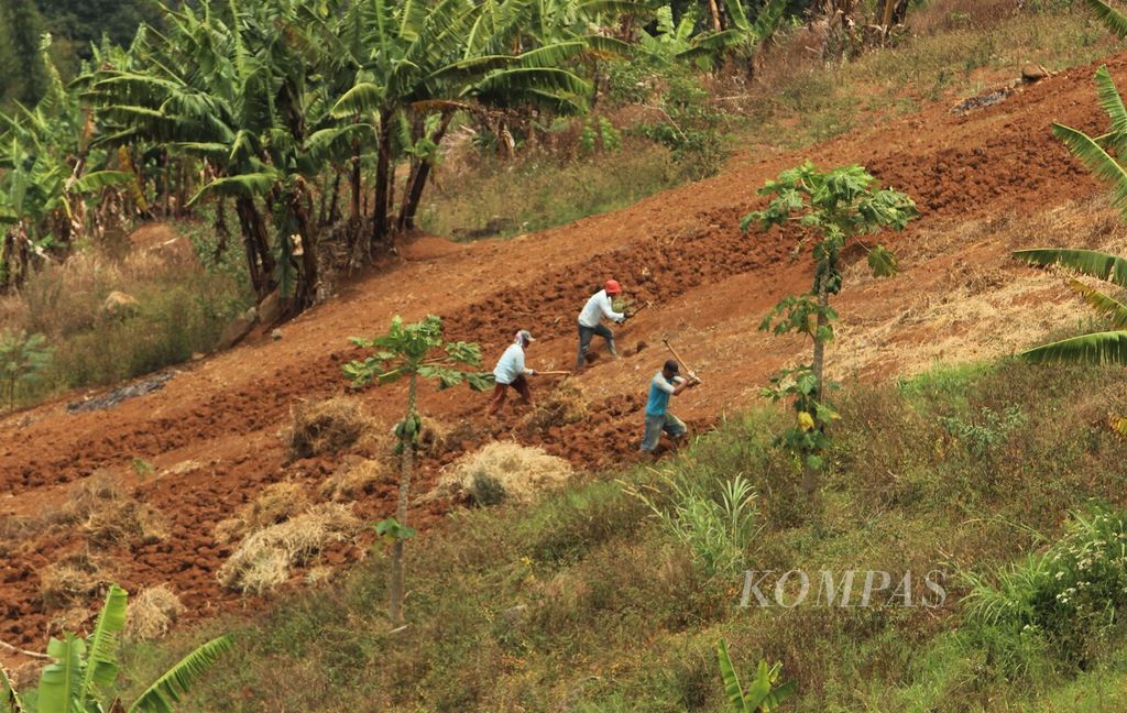 Petani menggemburkan lahan menggunakan garpu tanah di Cimenyan, Kabupaten Bandung, Jawa Barat, Selasa (7/9/2021). 