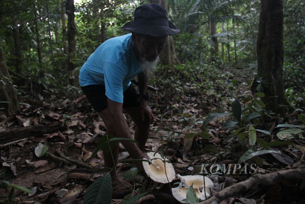 Bandi, Pemimpin Rumah Panjang Dayak Iban Sungai Utik, menunjukkan salah satu jamur yang bisa menjadi sumber pangan di hutan adat Sungai Utik, Selasa (26/6/2023).