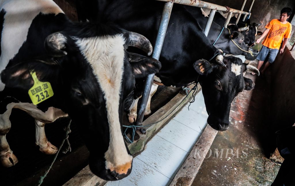 Sejumlah ternak sapi perah di Jerami Farm di Kebon Pedes, Kota Bogor, Jawa Barat, Jumat (4/3/2022). 