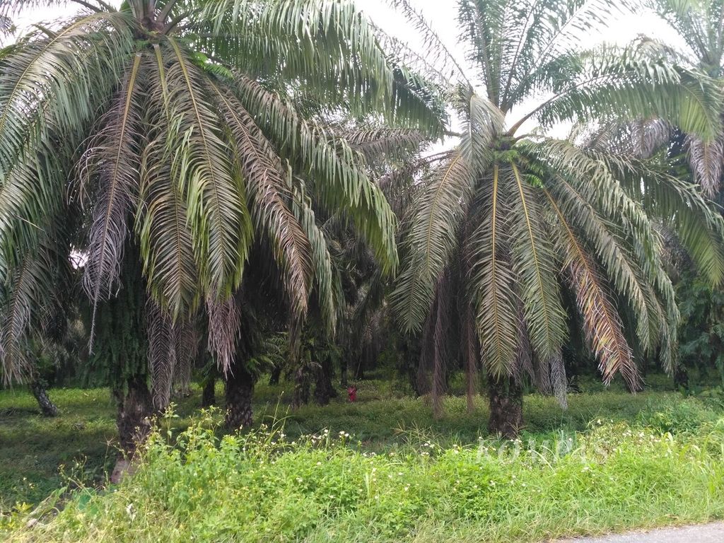 Kebun kelapa sawit plasma di Kabupaten Keerom, Papua, yang telah berusia di atas 30 tahun.
