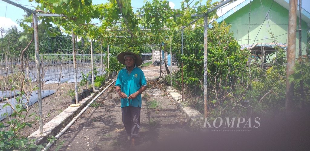 Anggur hijau pemberian Rektor Undana Kupang saat memantau praktik kerja mahasiswa Undana di lokasi hortikultura milik Yohanes Lalang, petani horti, Maret 2021. Anggur ini mulai berbuah.