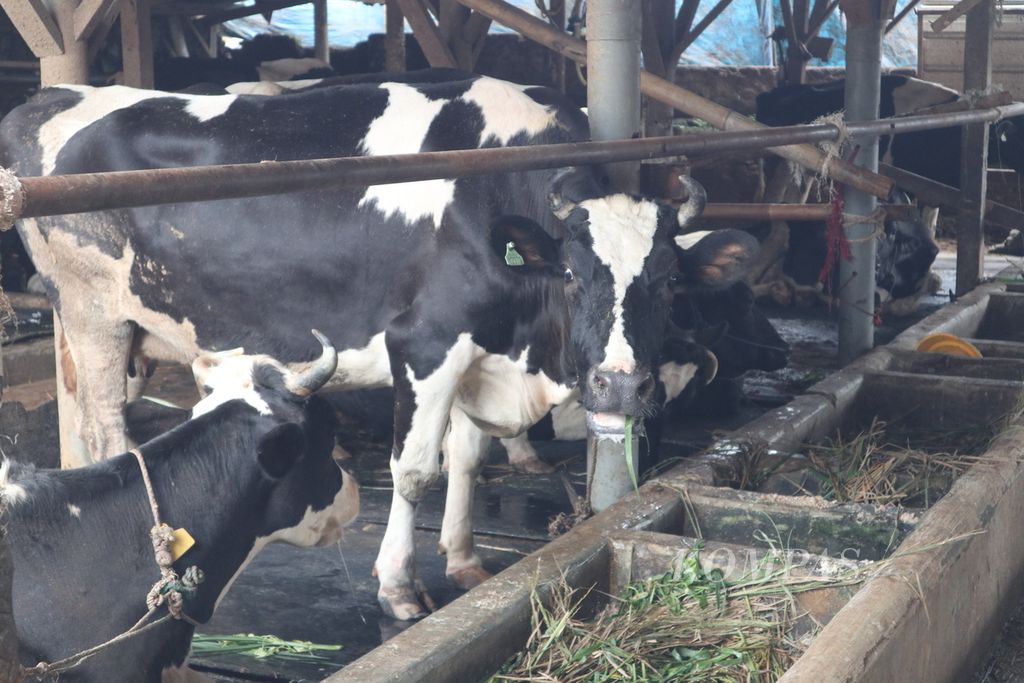 Suasana kandang sapi perah di Kelurahan Cipari, Kecamatan Cigugur, Kabupaten Kuningan, Jawa Barat, Rabu (15/6/2022). Hingga Selasa (14/6/2022), sebanyak 1.667 ekor sapi di Kuningan terpapar penyakit mulut dan kuku (PMK). Sebanyak 47 ekor di antaranya mati akibat PMK.