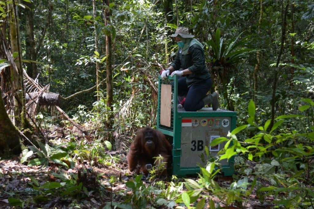 Petugas Yayasan Borneo Orangutan Survival (BOS) melepasliarkan satu orangutan betina di Taman Nasional Bukit Baka Bukit Raya, Kabupaten Katingan, Kalteng.