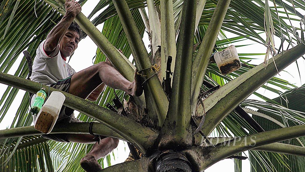 Miyanto (40), penderes nira di Desa Candinata, Kecamatan Kutasari, Kabupaten Purbalingga, Jawa Tengah, berada di atas pohon kelapa, Kamis (9/2). Setiap hari dia rata-rata bisa memanjat 30 pohon dan mendapatkan nira untuk bahan baku pembuatan 9-10 kilogram gula semut. Miyanto pernah terjatuh dari pohon pada 1985 sehingga tangan kanannya retak.