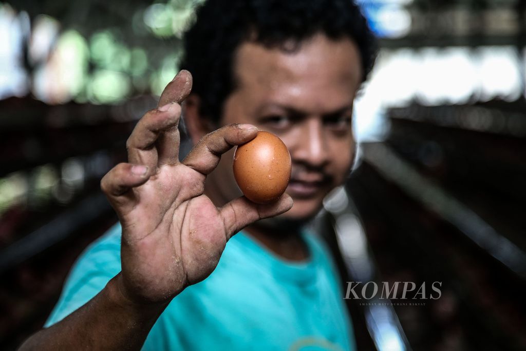 Rizal Ansori (39), peternak ayam petelur, memanen telur di kandang miliknya di kawasan Pengasinan, Bogor, Jawa Barat, Jumat (16/10/2020). 