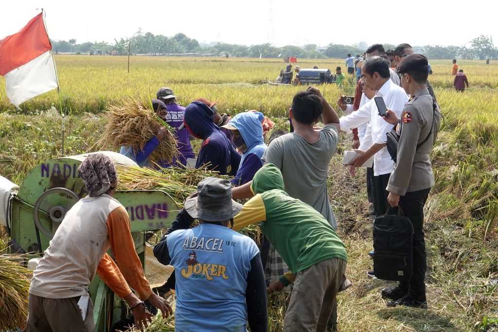 Presiden Joko Widodo meninjau panen padi dan memberikan bantuan tunai kepada petani di Jalan PLTU Indramayu, Desa Karanglayung, Kecamatan Sukra, Indramayu, Jawa Barat, Jumat (13/10/2023). Presiden menegaskan bahwa harga gabah di tingkat petani cenderung bagus, di kisaran Rp 7.200 per kilogram (kg) hingga Rp 7.400 per kg. Produktivitasnya rata-rata 8,6 ton per hektar.