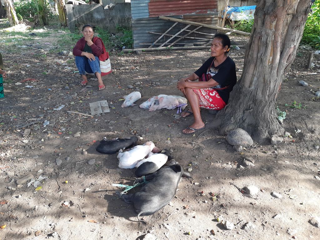 Di tengah ancaman virus ASF, peternak dengan bebas menjual babi di Pasar Waiwerang, Kabupaten Flores Timur, Nusa Tenggara Timur, Kamis (26/1/2023). Babi sebagai sumber ekonomi warga dan menjaga tradisi warisan budaya orang NTT.