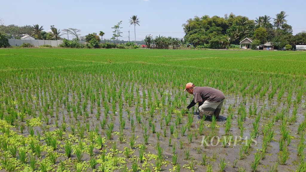 Seorang petani tengah menyiangi gulma yang tumbuh disela-sela tanaman padi berumur beberapa pekan di Desa Karangduren, Kecamatan Pakisaji, Kabupaten Malang, Jawa Timur, Senin (22/8/2022).