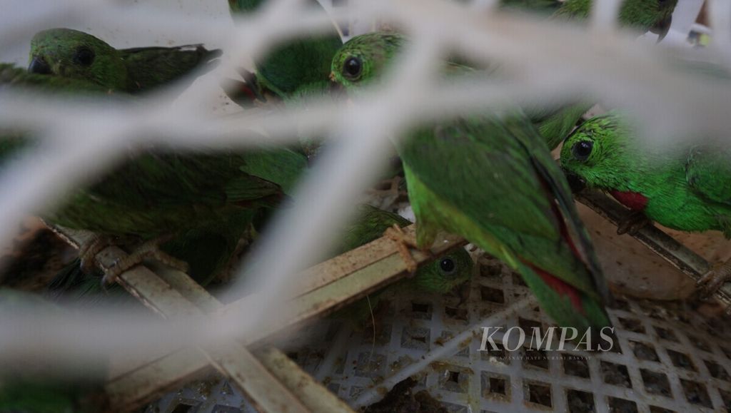 Tim gabungan menggagalkan pengiriman ribuan burung liar secara ilegal dari Lampung ke Jawa, Jumat (24/7/2020).