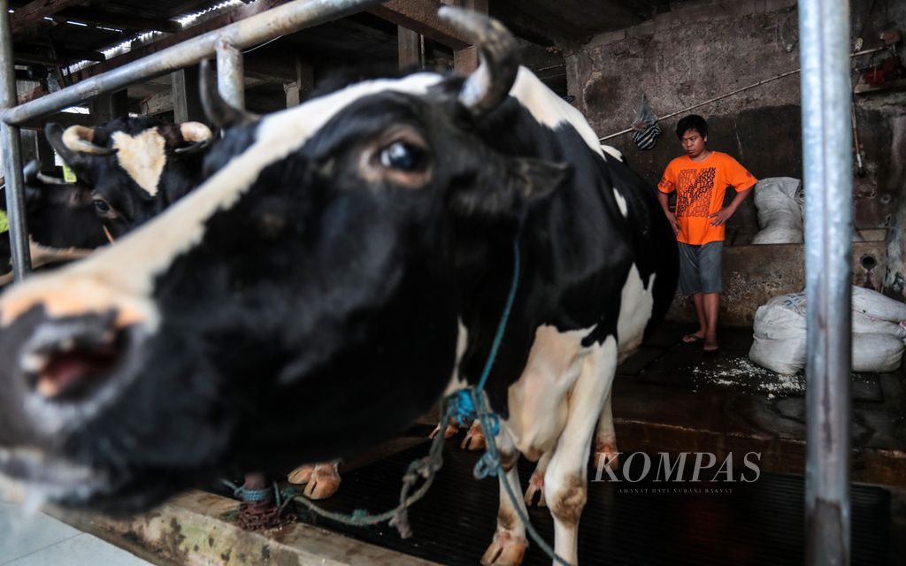 Karung-karung berisi pakan ampas tahu untuk ternak sapi perah di Jerami Farm di Kebon Pedes, Kota Bogor, Jawa Barat, yang kini tak lagi melimpah stoknya, Jumat (4/3/2022).