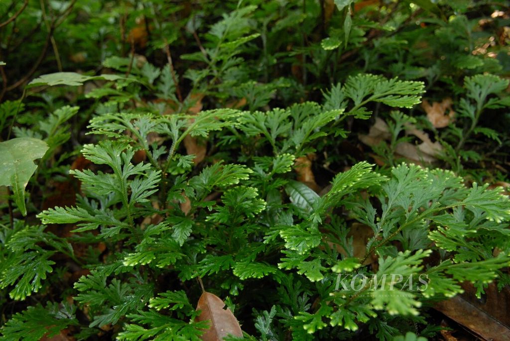 Tanaman obat daun cakar ayam (<i>Selaginella intermedia</i>) banyak ditemui di Hutan Adat Talun Sakti, Dusun Muara Seluro, Desa Raden Anom, Batangasai, Kabupaten Sarolangun, Jambi, Kamis (23/11/2023).