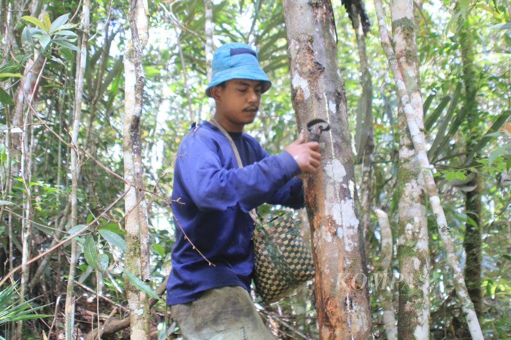 Anggota Masyarakat Adat Simenak Henak, Andreas Sinambela (27), membersihkan pohon kemenyan dalam hutan adat di Desa Parsoburan Barat, Kecamatan Habinsaran, Kabupaten Toba, Sumatera Utara, Kamis (16/11/2023). 