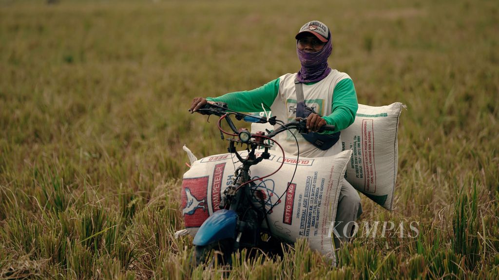 Buruh tani mengangkut panen padi varietas Inpari menggunakan motor di Desa Sarimukti, Kecamatan Cibitung, Kabupaten Bekasi, Jawa Barat, Kamis (6/10/2022). 