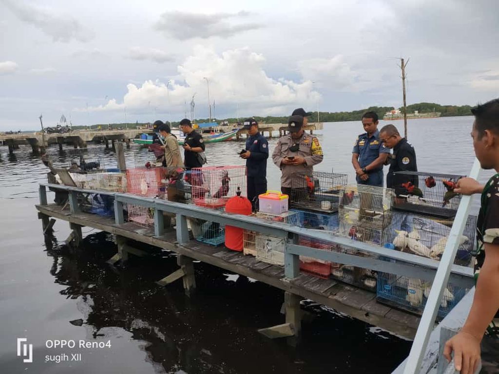 Petugas memeriksa satwa liar dilindungi di Pelabuhan Kumai, Kabupaten Kotawaringin Barat, Kalimantan Tengah, Sabtu (22/10/2022).