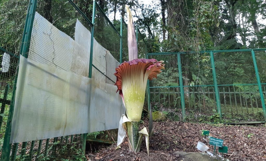 Bunga bangkai mekar di Kebun Raya Cibodas, Kabupaten Cianjur, Jawa Barat, Selasa (5/3/2019).