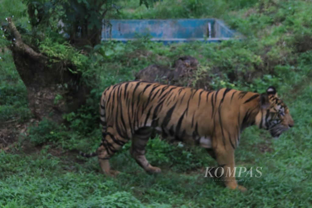Harimau sumatera berada di kandang Medan Zoo, Sumatera Utara, Senin (8/1/2024). Sudah empat harimau mati di Medan Zoo dalam tiga bulan ini.