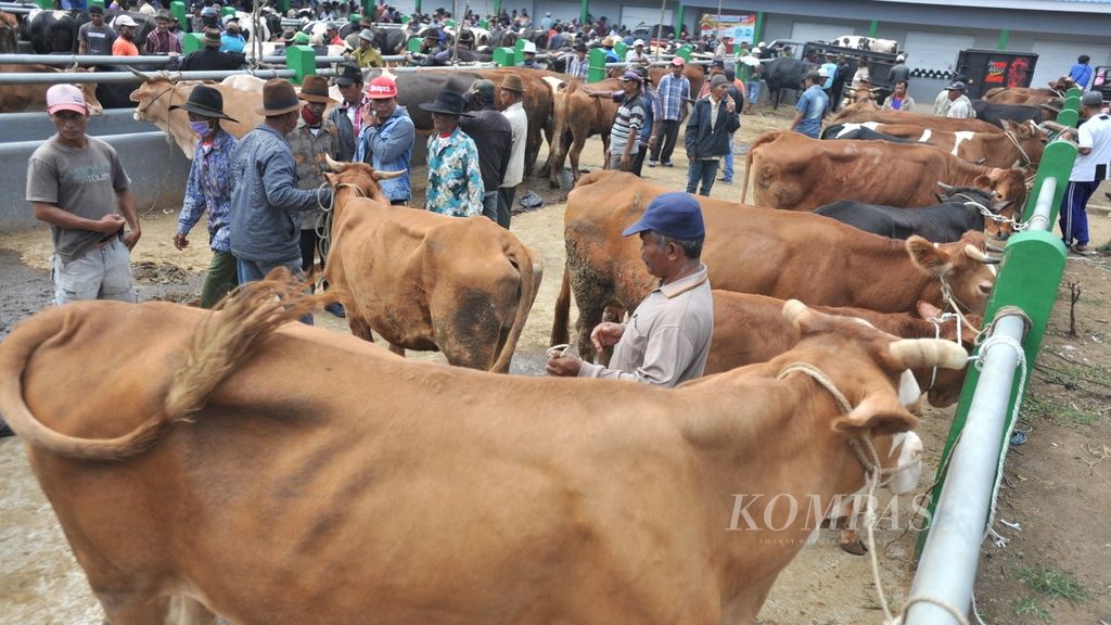 Aktivitas jual beli sapi di Pasar Hewan Singosari, Kabupaten Malang, Jatim,  Senin (20/07/2020).
