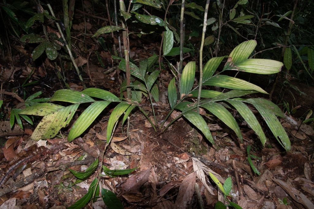 <i>Pinanga subterranea</i>, spesies palem langka yang berbunga di bawah tanah yang ditemukan di sebuah wilayah Kalimantan