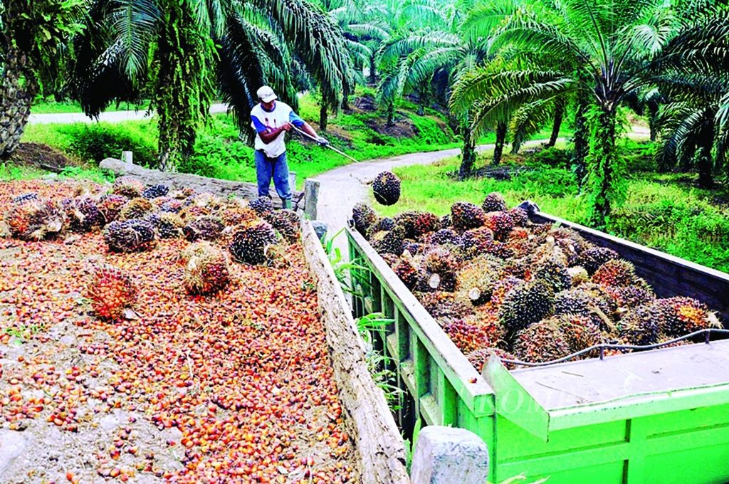 A worker at the PT Hardaya Inti Plantations oil palm plantation in remote Central Sulawesi is collecting palm fruit bunches to be transported to a CPO processing plant.