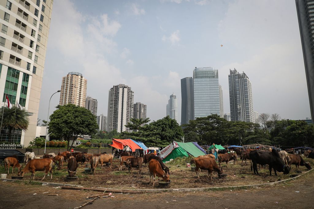 Suasana lapak sapi kurban di kawasan Kuningan, Jakarta Selatan, Senin (26/6/2023). 
