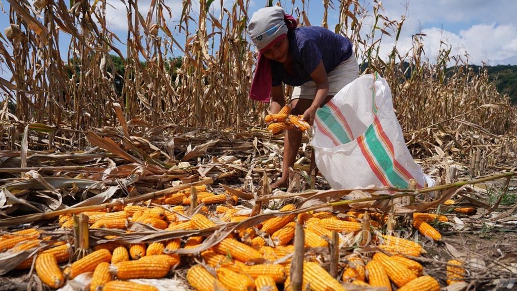 Sulistyowati (23) harvested corn on a corn plantation in Poto Tano, West Sumbawa, West Nusa Tenggara, on Sunday (28/4/2019). This corn harvest has sharply decreased, from the usual 25 tons to only 10 tons.