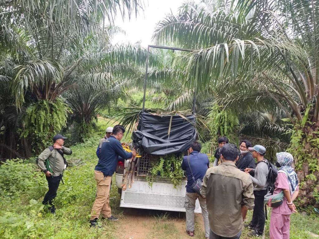 Petugas dari Balai Besar Konservasi Sumber Daya Alam (BBKSDA) Sumatera Utara menangkap harimau sumatera dengan kandang jebak di kebun sawit di Kabupaten Langkat, Sumatera Utara, Rabu (31/8/2022). 