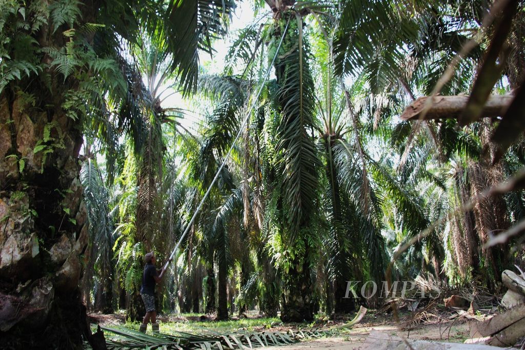 Pekerja di perkebunan kelapa sawit perusahaan badan usaha milik negara di Kabupaten Aceh Timur, Aceh, membersihkan dahan-dahan tua di pohon kelapa sawit, Senin (24/7/2023). Para buruh menjadi andalan bagi perusahaan untuk kelancaran produksi perusahaan.
