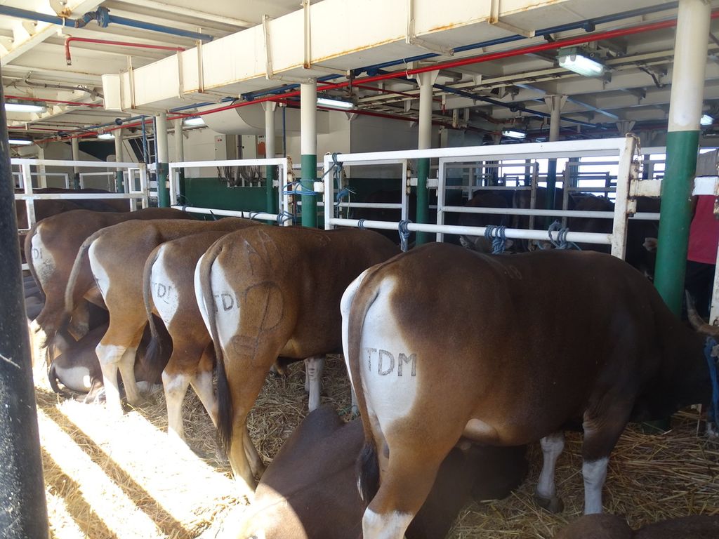 Suasana ruang muat ternak sapi di Kapal Tol Laut Camara I, di Pelabuhan Tenau Kupang, Jumat (16/8/2020). Ternak akan dikirim ke Jakarta.