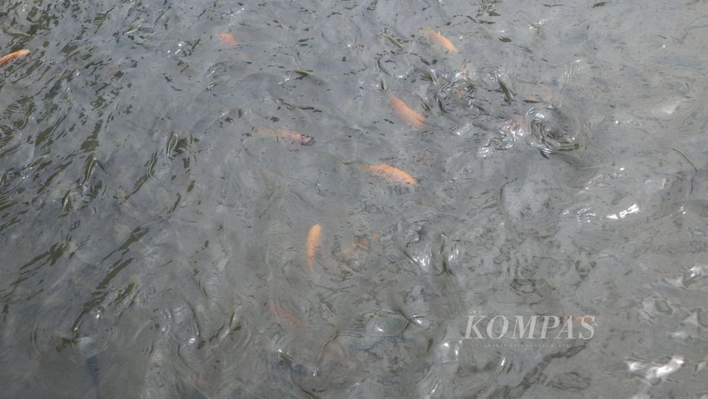 A glimpse of tilapia and goldfish in Nila Kawali Village, Banjarwaru Hamlet, Kawali Village, Kawali District, Ciamis Regency, West Java, Thursday (16/2/2023). In the village, visitors can see tilapia cultivation and enjoy processed products such as fish crackers and ice cream made from tilapia.