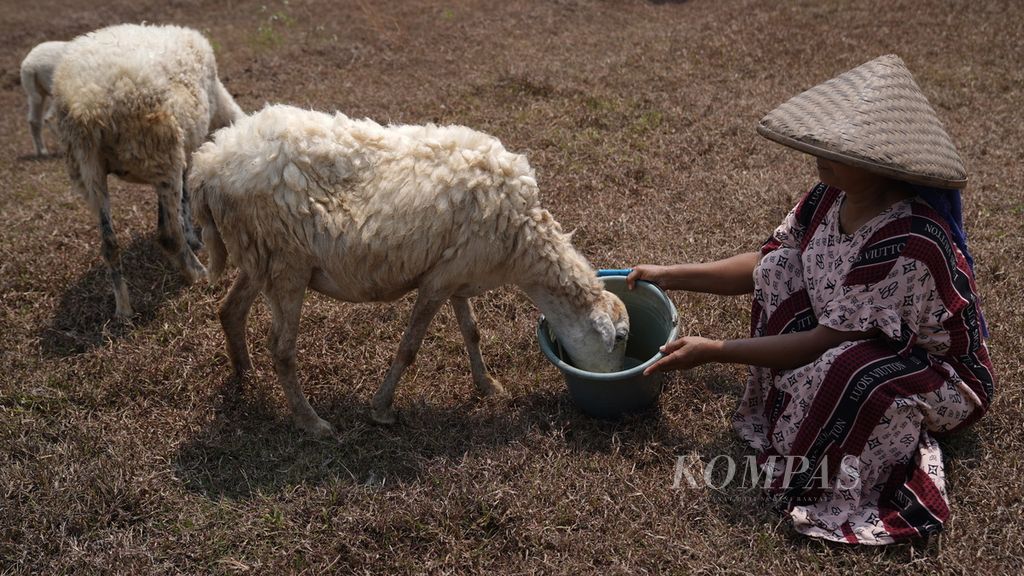 Karsih memberi minum domba di areal ladang yang mengering di Desa Sirnajati, Kecamatan Cibarusah, Kabupaten Bekasi, Jawa Barat, Kamis (24/8/2023). 