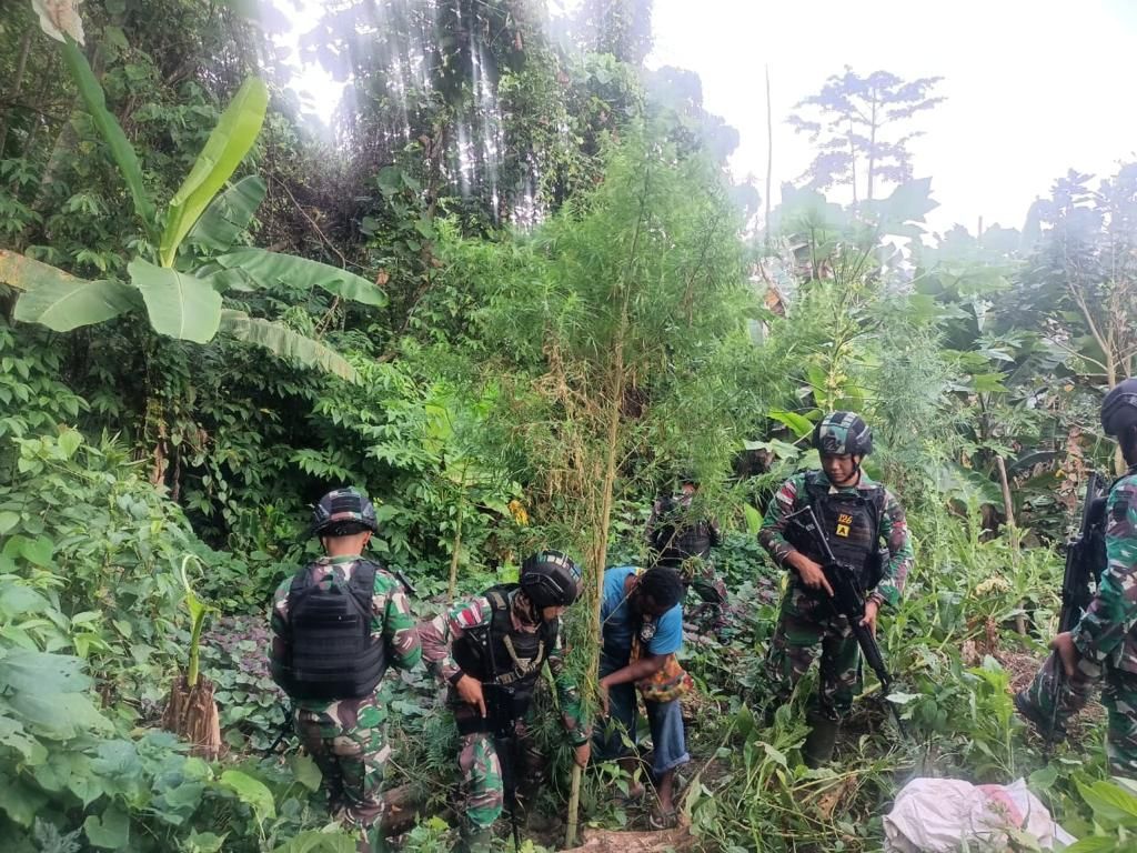 TNI AD menemukan ladang ganja seluas 400 meter persegi di Keerom, perbatasan Papua, Senin (19/5/2022)