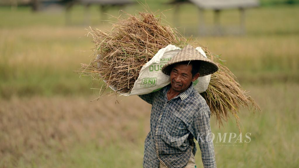 Buruh tani mengangkut padi merah di Desa Sukanegara, Kecamatan Jonggol, Kabupaten Bogor, Jawa Barat, Rabu (11/5/2022). Buruh tani mendapatkan upah Rp 50.000 untuk 5 jam kerja dari pukul 07.00 WIB hingga 12.00 WIB. 