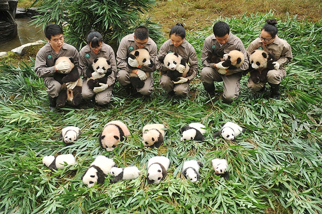 Para pawang panda memamerkan anak-anak panda yang lahir di Pusat Konservasi Bifengxia, Sichuan, China. Foto diambil pada 13 Oktober 2017. 