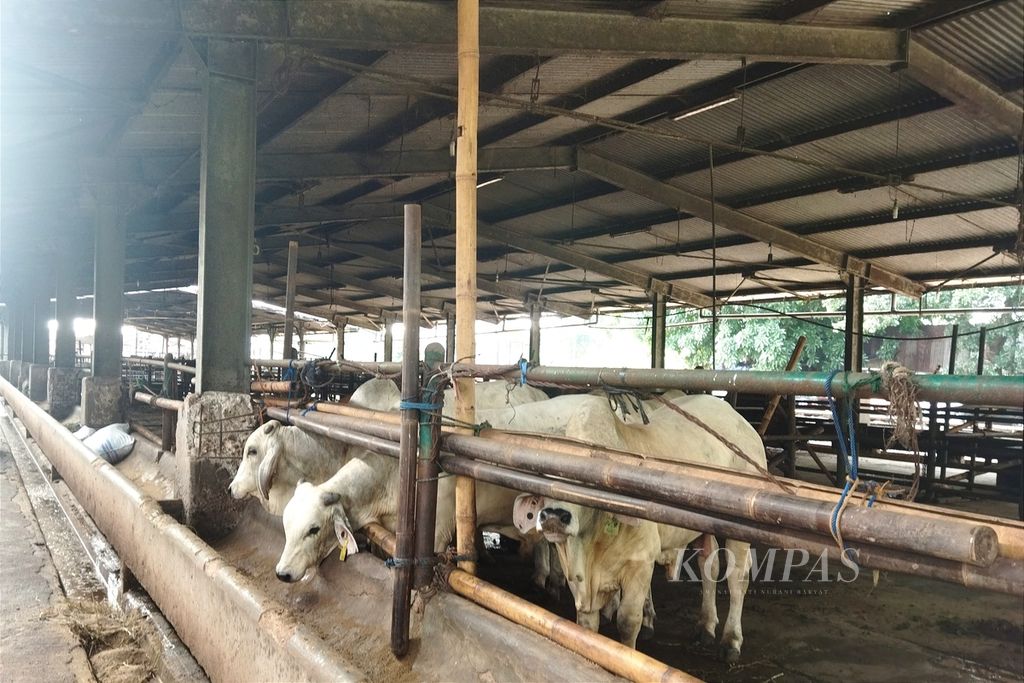 Sejak merebaknya penyakit mulut dan kuku (PMK), blok-blok kandang sapi di Perumda Dharma Jaya, Jakarta Timur, banyak yang kosong. Tampak beberapa sapi yang berada di kandang, Senin (13/6/2022).