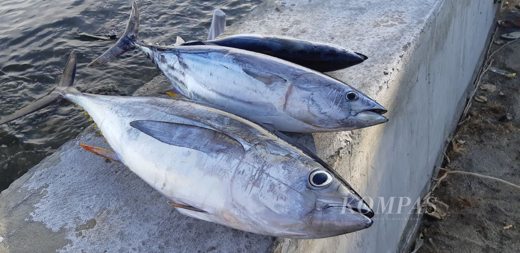 <i>Baby </i>tuna (kiri) tangkapan nelayan diletakkan berdekatan dengan cakalang di salah satu pemasok tuna di Desa Sangowo, Kecamatan Morotai Timur, Kabupaten Pulau Morotai, Maluku Utara, langsung dibersihkan, Rabu (27/7/2022),