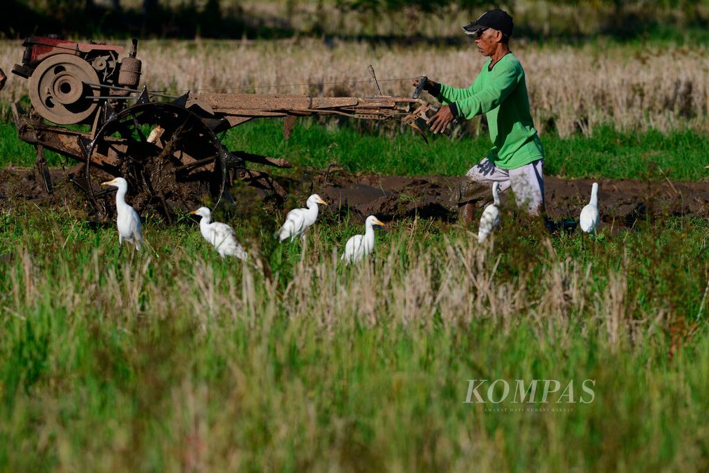 Petani dan burung melakukan perannya masing-masing di sekitar lahan sawah sebagai sumber kehidupan di Kecamatan Boja, Kabupaten Kendal, Jawa Tengah, Rabu (12/7/2023).