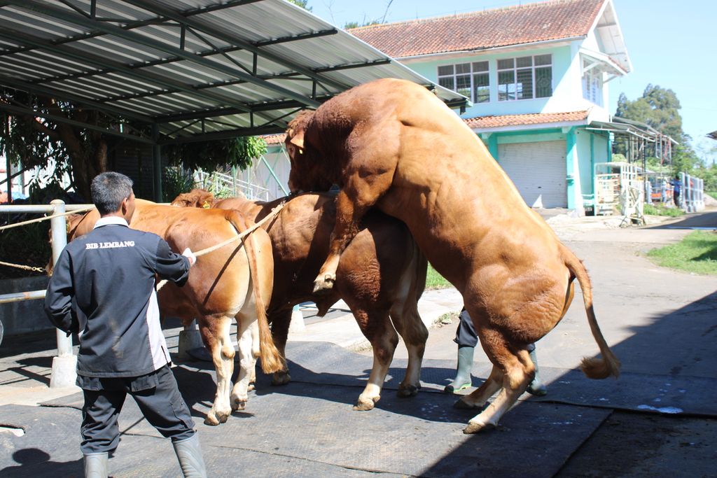 Petugas mengawasi aktivitas perkawinan dari sapi berjenis limosin di Balai Inseminasi Buatan Lembang, Kabupaten Bandung Barat, Jawa Barat, Rabu (31/5/2023). Setiap harinya, sperma lebih dari 20 sapi pejantan diambil untuk dibekukan.