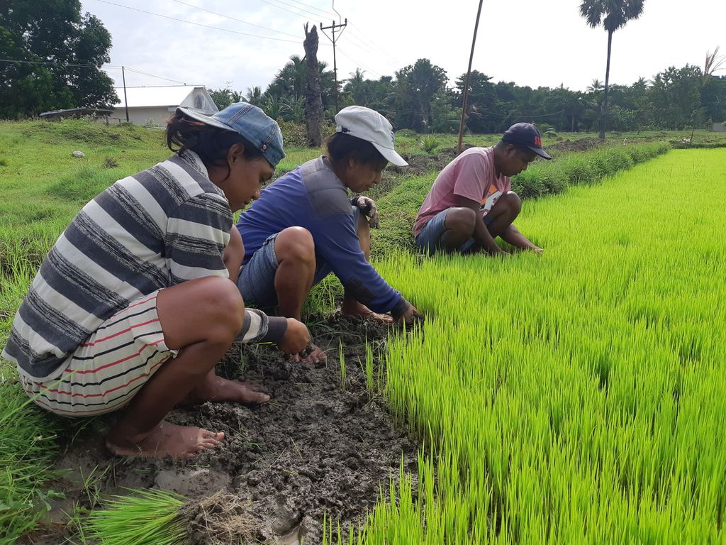 Buruh tani memindahkan anakan padi dari bedeng persemaian untuk ditanam di areal persawahan Desa Kletek, Kecamatan Malaka Tengah, Kabupaten Malaka, Nusa Tenggara Timur, Rabu (18/1/2023). Proses persemaian padi memakan waktu tiga pekan.