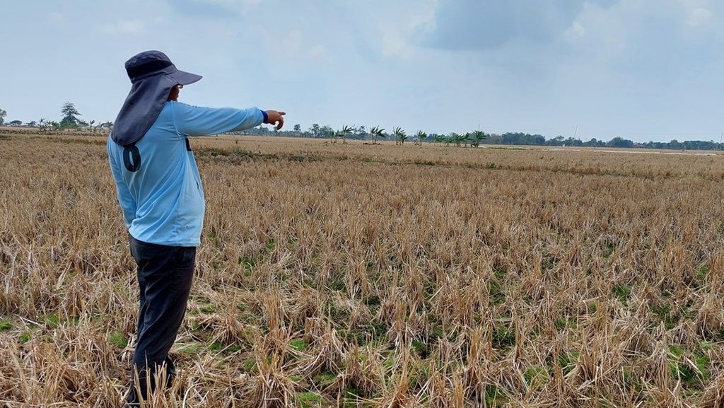 Imam (44), petani di Desa Ranjeng, Indramayu, Jawa Barat, menunjukkan kondisi sawah-sawah di sekitar tempat tinggalnya. Tanahnya sampai retak-retak disengat panas matahari. Kali ini, penanaman belum bisa dilakukan karena hujan belum juga turun.
