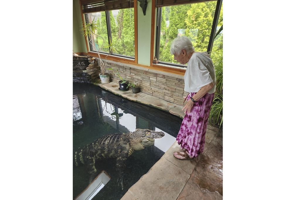 Ibu Tony Cavallaro bersama aligator piaraan Cavallaro di rumahnya di Hamburg, Negara Bagian New York, AS. 