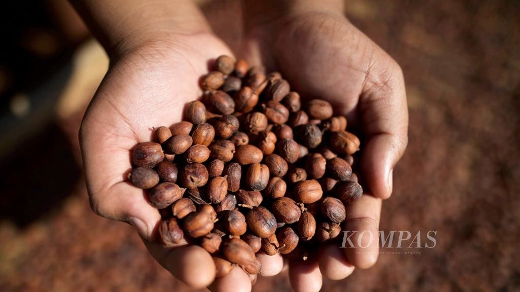 Biji kopi hasil panen petani di Desa Srimulyo, Dampit, Malang, Jawa Timur, Selasa (9/1/2018). Kawasan ini merupakan penghasil utama kopi robusta di Malang.